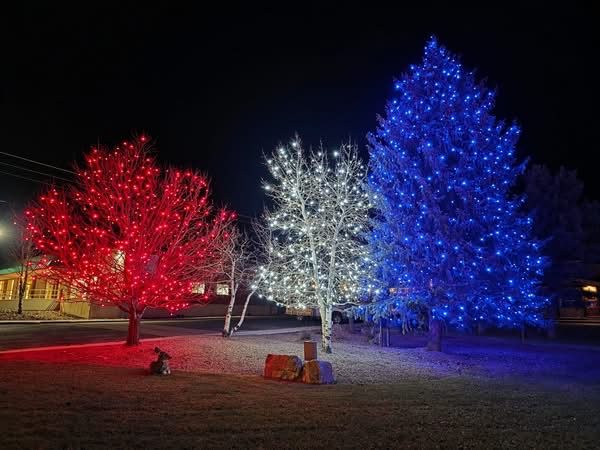 Three individually wrapped trees in red, white, and blue lights