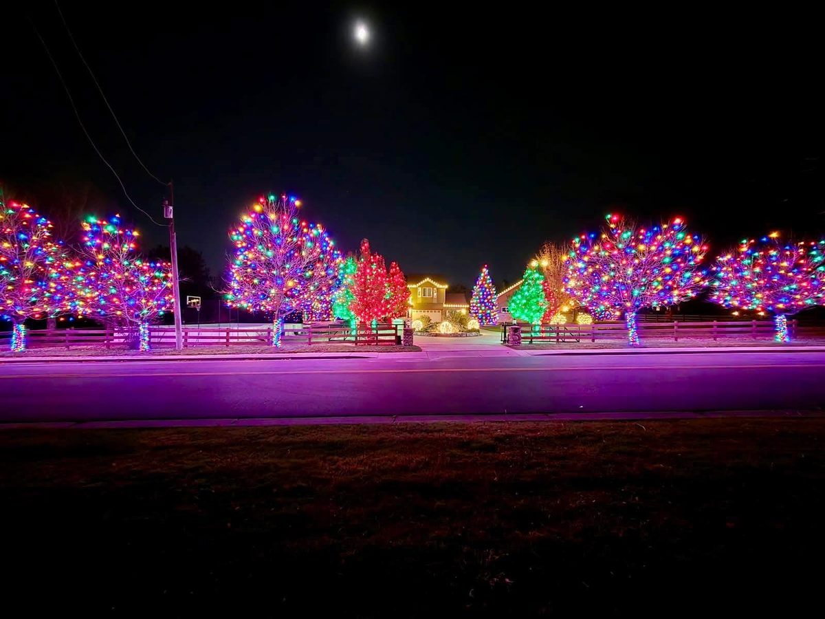 Row of fully wrapped, multi-color lit trees lining a driveway