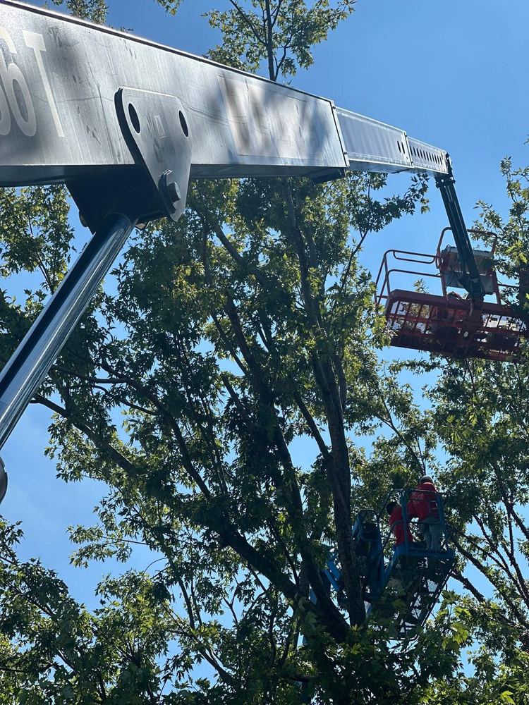 Crane bucket lift installing lights on a large public tree