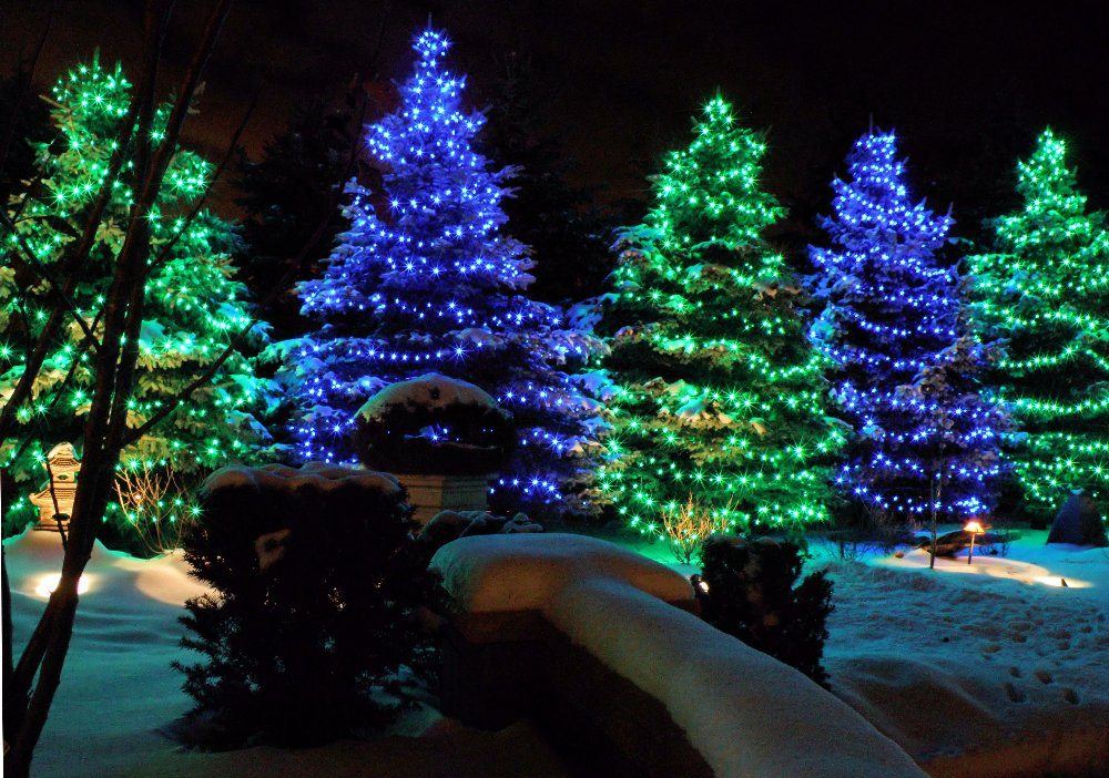 Row of trees wrapped in blue and green Christmas lights